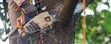 How Our Tree Care Process Works  in  Victory Lakes, NJ